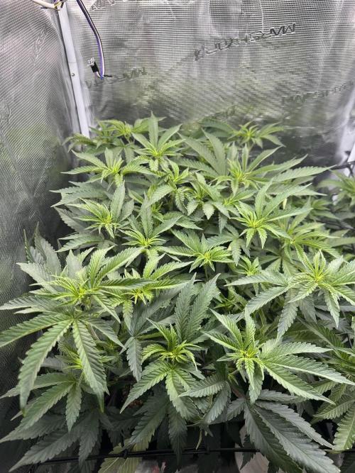 Rote Pille & Walzer White @V-Cut. Week 6
