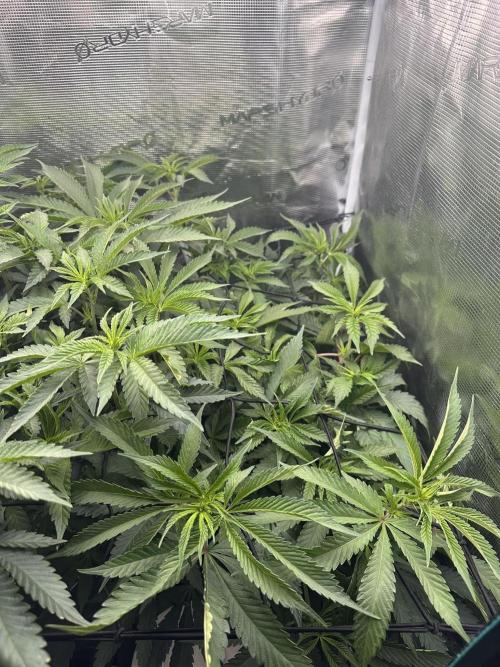 Rote Pille & Walzer White @V-Cut. Week 6