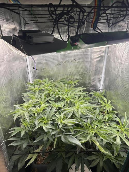 Rote Pille & Walzer White @V-Cut. Week 6