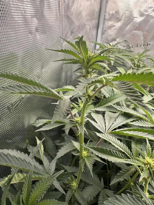 Rote Pille & Walzer White @V-Cut. Week 7