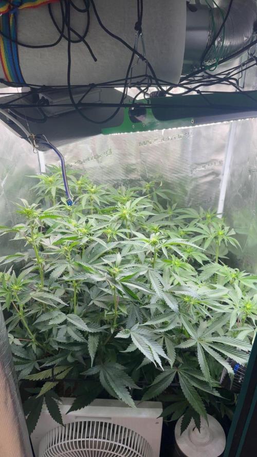 Rote Pille & Walzer White @V-Cut. Week 7