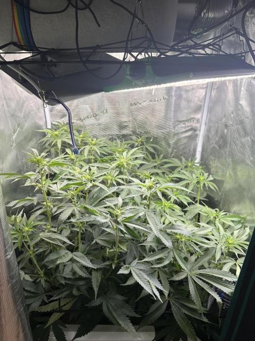 Rote Pille & Walzer White @V-Cut. Week 7