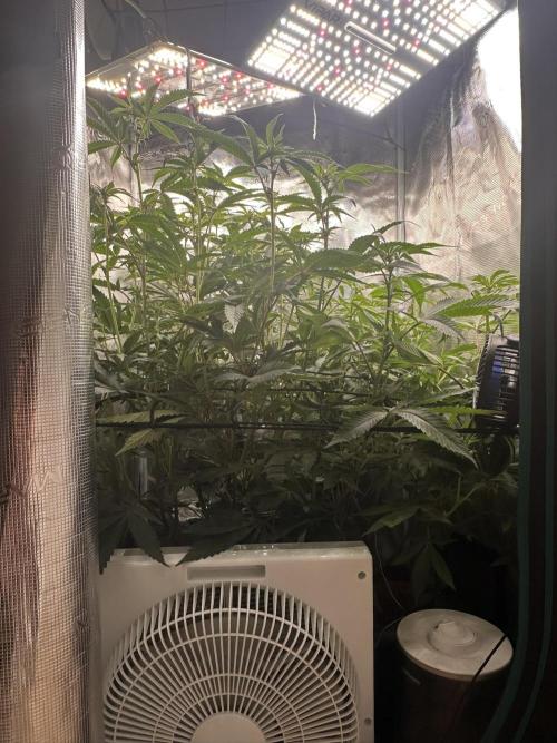 Rote Pille & Walzer White @V-Cut. Week 7