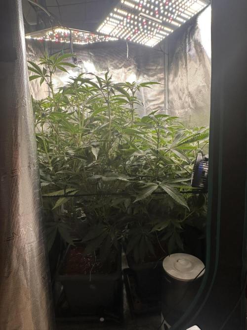 Rote Pille & Walzer White @V-Cut. Week 7