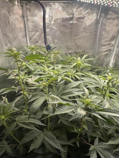 Rote Pille & Walzer White @V-Cut. Week 7