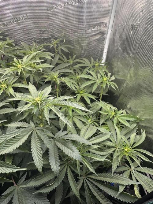 Rote Pille & Walzer White @V-Cut. Week 7