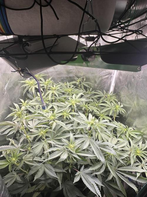 Rote Pille & Walzer White @V-Cut. Week 7