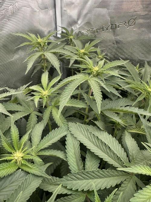 Rote Pille & Walzer White @V-Cut. Week 7