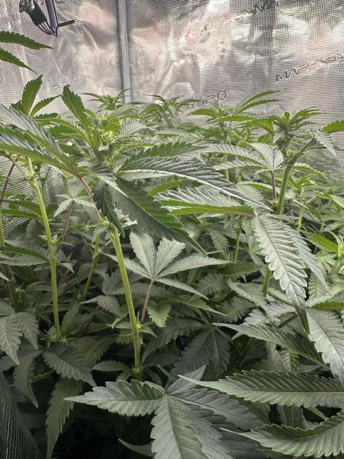 Rote Pille & Walzer White @V-Cut. Week 7