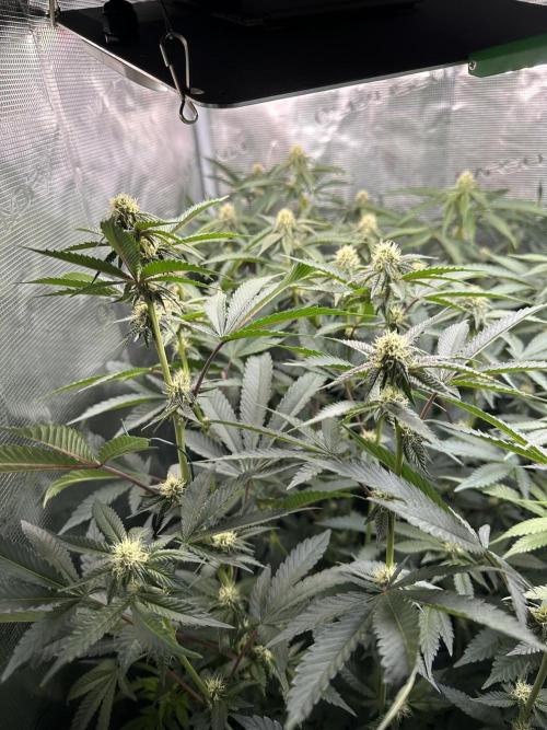 Rote Pille & Walzer White @V-Cut. Week 8 - RP