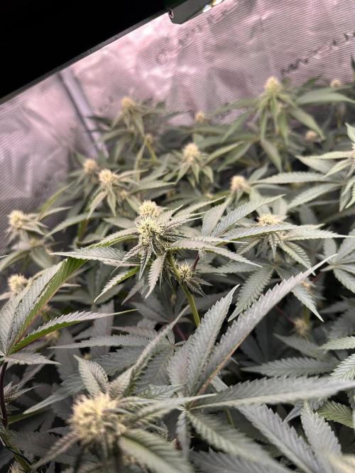 Rote Pille & Walzer White @V-Cut. Week 8