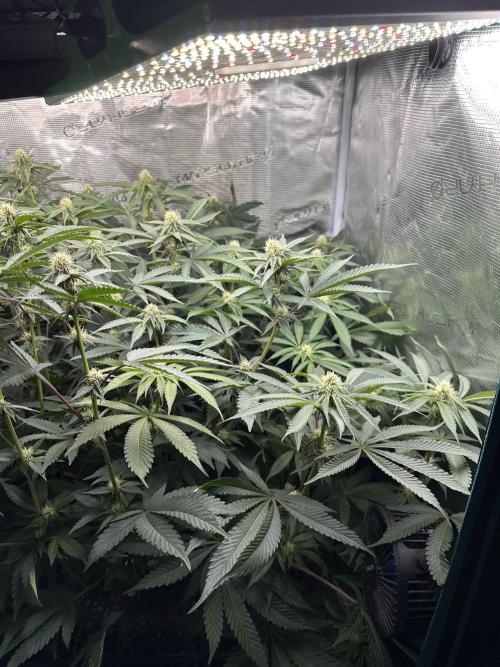 Rote Pille & Walzer White @V-Cut. Week 8 - WW