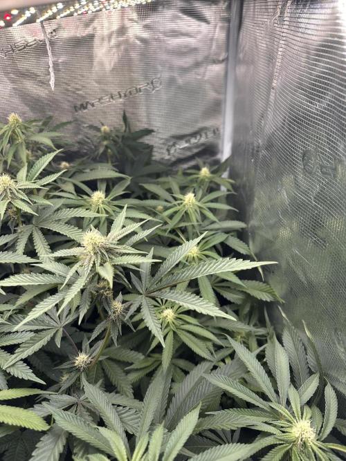 Rote Pille & Walzer White @V-Cut. Week 8 - WW