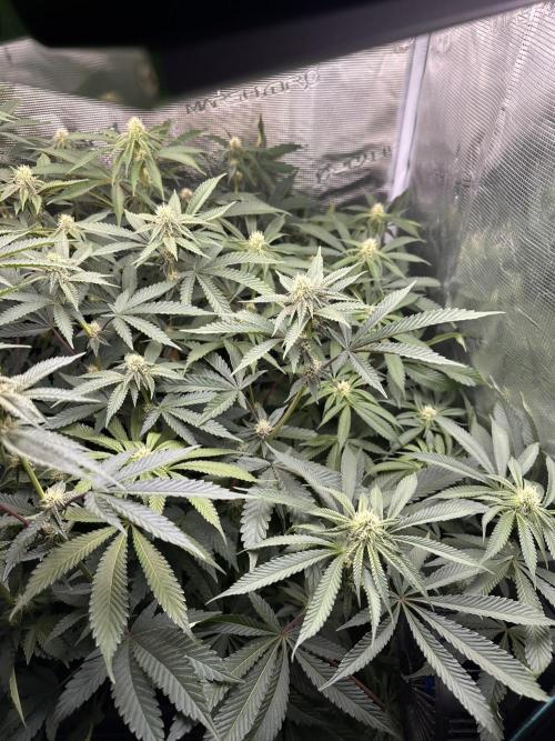 Rote Pille & Walzer White @V-Cut. Week 8 - WW