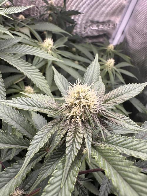 Rote Pille & Walzer White @V-Cut. Week 8 - Lil Red