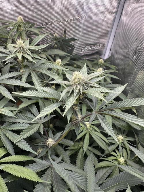 Rote Pille & Walzer White @V-Cut. Week 8