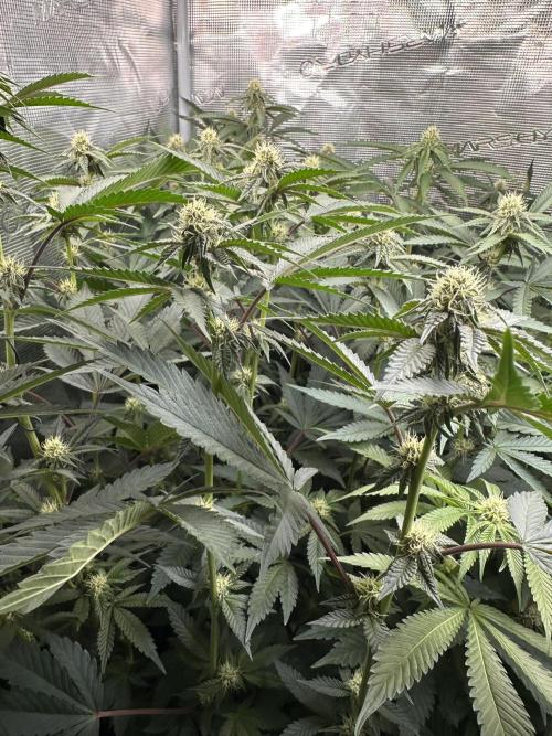 Rote Pille & Walzer White @V-Cut. Week 8 - RP