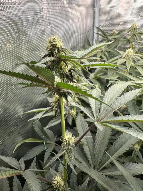 Rote Pille & Walzer White @V-Cut. Week 8 - RP