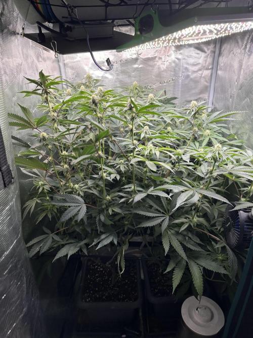 Rote Pille & Walzer White @V-Cut. Week 8 - Side view