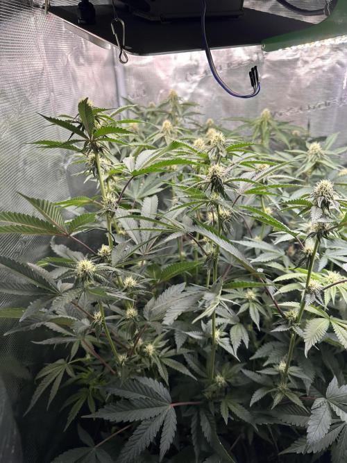 Rote Pille & Walzer White @V-Cut. Week 8 - RP
