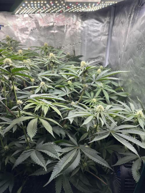 Rote Pille & Walzer White @V-Cut. Week 8 - WW