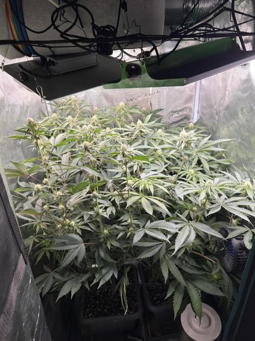 Rote Pille & Walzer White @V-Cut. Week 8