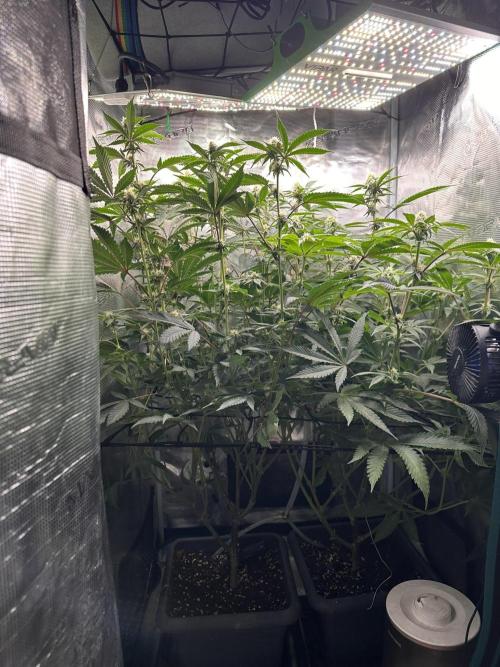 Rote Pille & Walzer White @V-Cut. Week 8 - RP