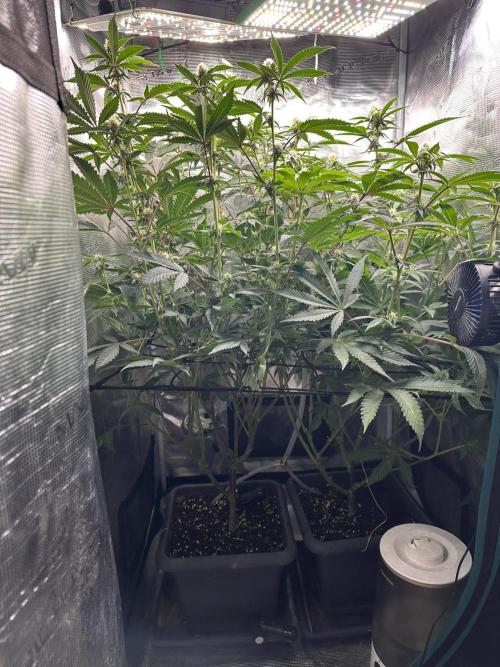 Rote Pille & Walzer White @V-Cut. Week 8 - RP