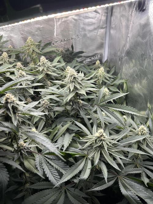 Rote Pille & Walzer White @V-Cut. Week 9