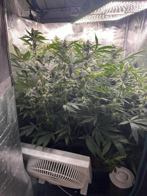 Rote Pille & Walzer White @V-Cut. Week 9