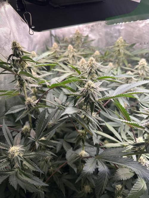 Rote Pille & Walzer White @V-Cut. Week 9