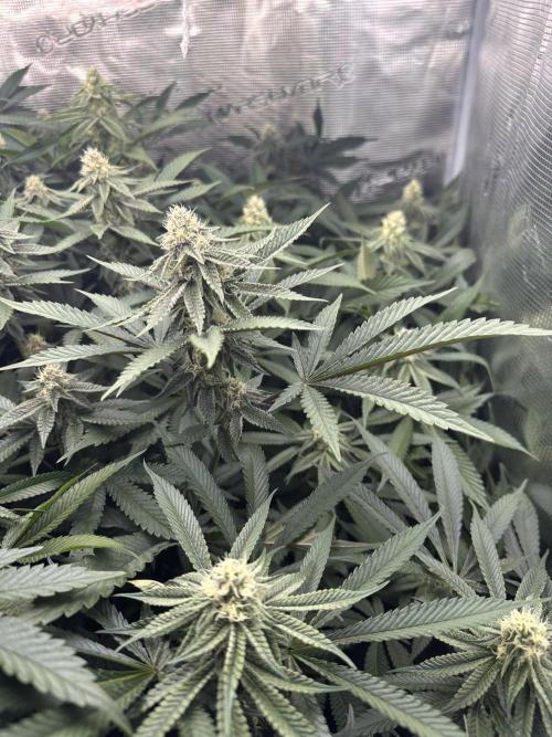 Rote Pille & Walzer White @V-Cut. Week 9
