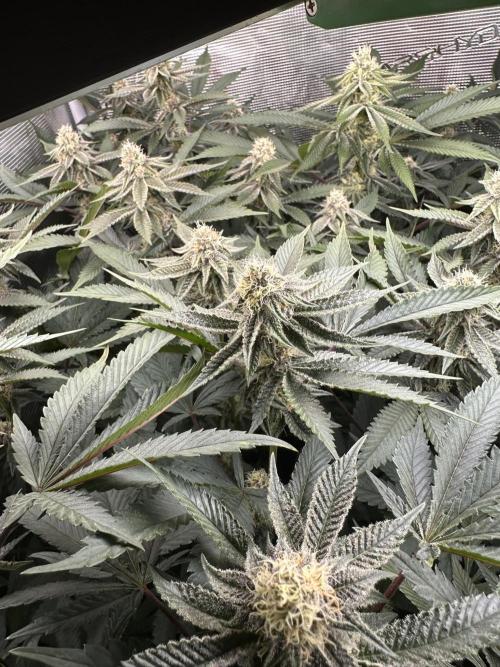 Rote Pille & Walzer White @V-Cut. Week 9