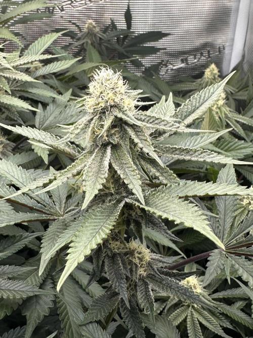 Rote Pille & Walzer White @V-Cut. Week 9