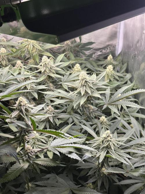 Rote Pille & Walzer White @V-Cut. Week 9