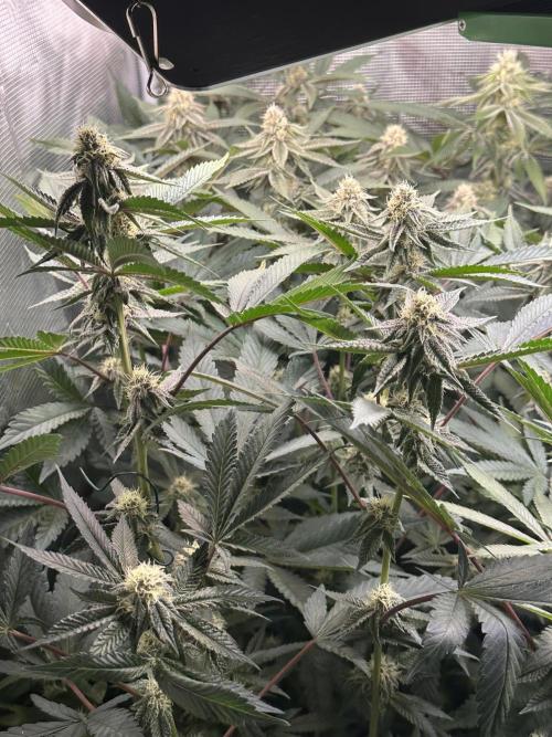 Rote Pille & Walzer White @V-Cut. Week 9