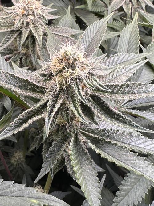 Rote Pille & Walzer White @V-Cut. Week 9