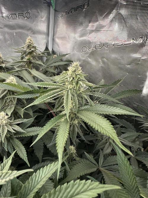 Rote Pille & Walzer White @V-Cut. Week 9