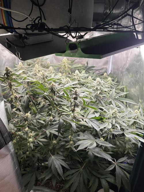 Rote Pille & Walzer White @V-Cut. Week 9