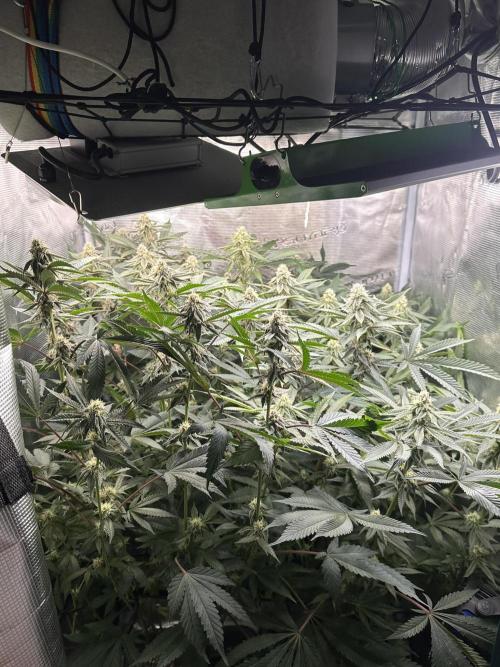 Rote Pille & Walzer White @V-Cut. Week 9