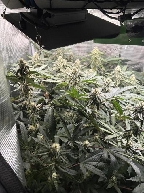 Rote Pille & Walzer White @V-Cut. Week 9