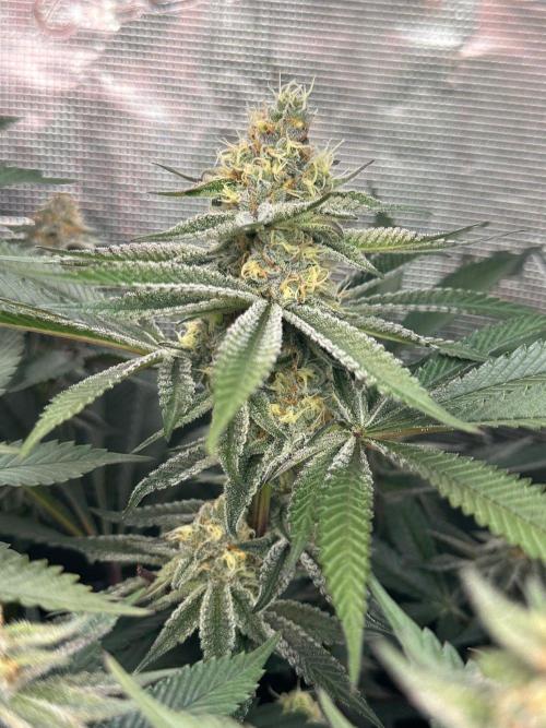 Rote Pille & Walzer White @V-Cut. Week 10 - WW