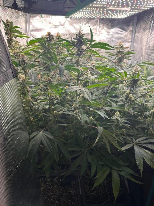 Rote Pille & Walzer White @V-Cut. Week 10