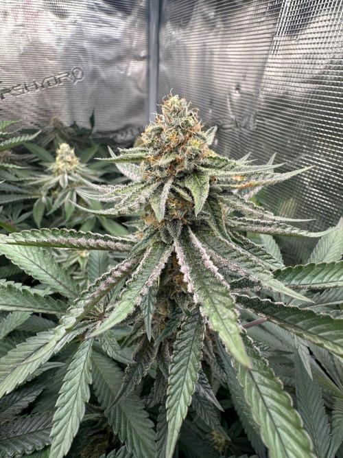 Rote Pille & Walzer White @V-Cut. Week 10 - RP