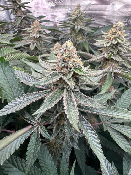 Rote Pille & Walzer White @V-Cut. Week 10 - RP
