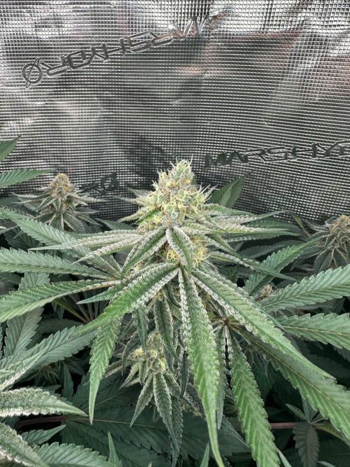 Rote Pille & Walzer White @V-Cut. Week 10