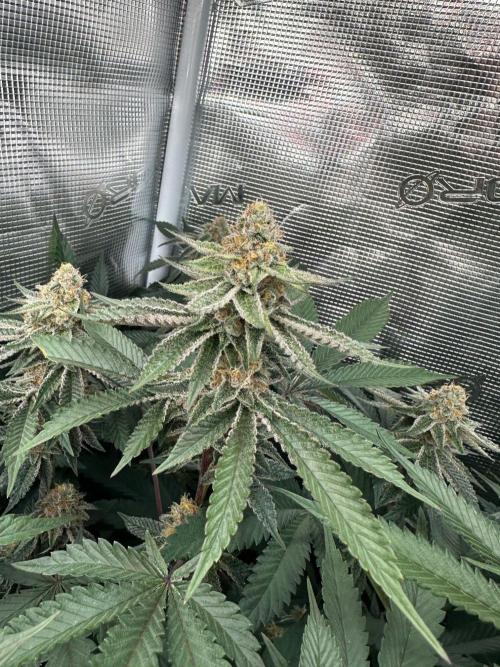 Rote Pille & Walzer White @V-Cut. Week 10 - RP