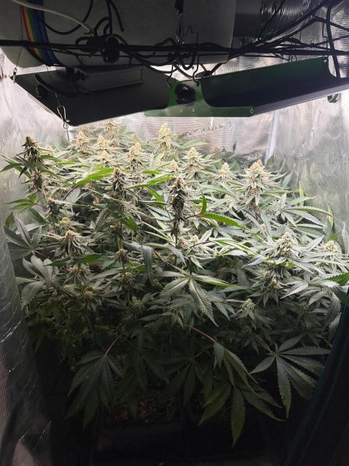 Rote Pille & Walzer White @V-Cut. Week 10