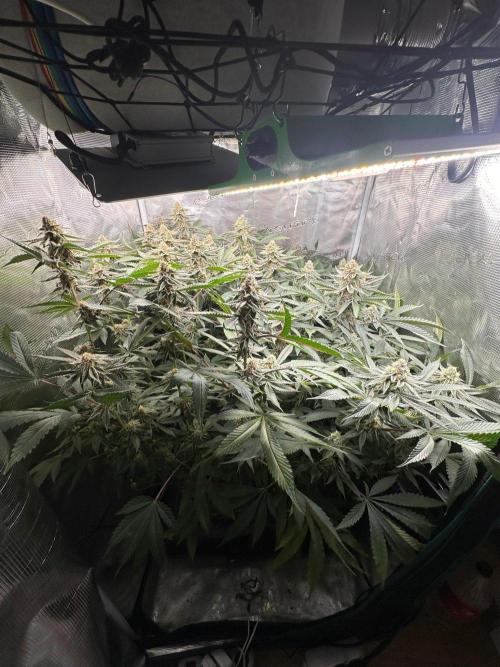 Rote Pille & Walzer White @V-Cut. Week 10