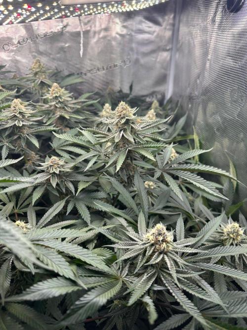 Rote Pille & Walzer White @V-Cut. Week 10 - WW/RP
